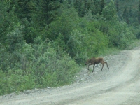 Baby Moose vanishing into the bushes